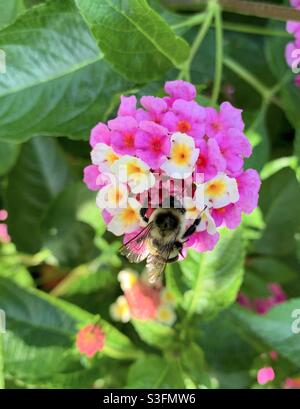 Hummel auf Lantana Camara Blume Stockfoto