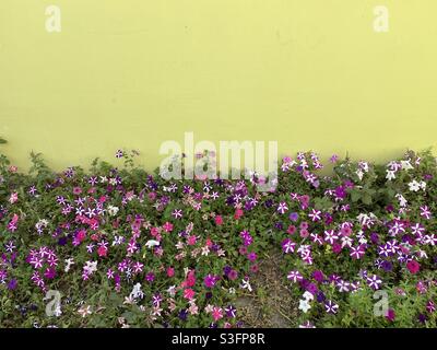 Bunte Blumen an der zementierten Wand Stockfoto