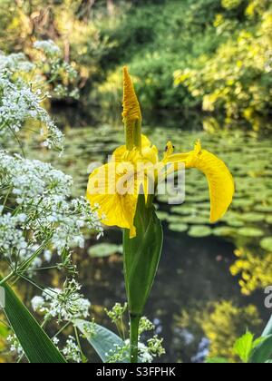 Gelbe Flagge (Iris) mit Kuh Petersilie wächst neben einem alten Kanalweg. Stockfoto