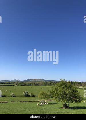 Ländliche Szene mit Blick auf Roseberry Topping, im Frühsommer, Großbritannien Stockfoto