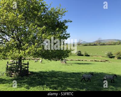 Junge Eiche auf einem Grasfeld mit Blick über Felder nach Roseberry Topping, North Yorkshire, Großbritannien Stockfoto