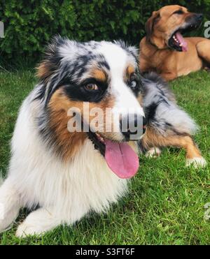 Border Collie und Freund Stockfoto