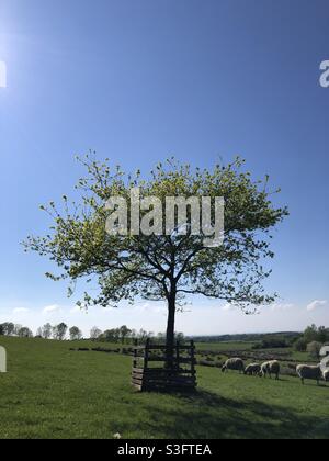 Eine junge Eiche im späten Frühjahr / Frühsommer in einer kommerziellen landwirtschaftlichen Weide für Schafe in North Yorkshire, England, Großbritannien Stockfoto