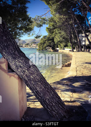 Pinienwald, Puerto Pollensa, Mallorca Stockfoto