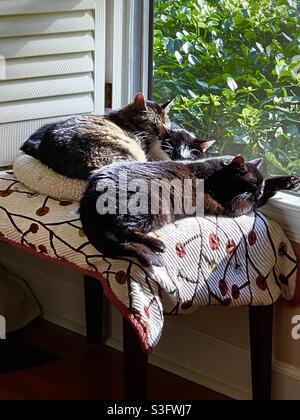 Drei Katzen teilen sich ein Sonnenfenster Stockfoto