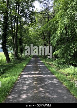 Asphaltstraße durch einen alten Wald in North Yorkshire, England, Großbritannien Stockfoto