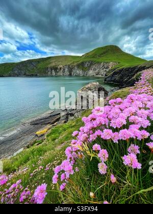 Seepinken blühen auf Ynys Lochtyn, in der Nähe von Llangrannog, Ceredigion, Wales. Stockfoto