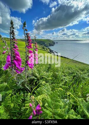 An der walisischen Küste wächst der Fingerhut (Digitalis purpurea) mit Llangrannog in der Ferne. Juni. Stockfoto