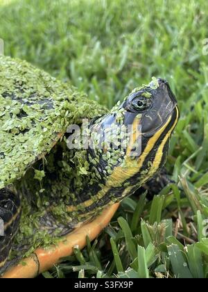 Nahaufnahme einer gelbbauchigen Schildkröte mit Algen auf Gesicht und Schale Stockfoto