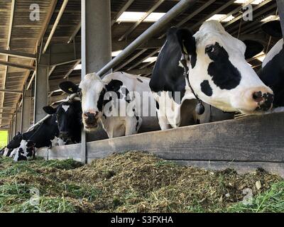 Milchkühe auf einem Bauernhof in England, Vereinigtes Königreich Stockfoto