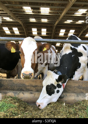 Zwei Milchkühe auf einem Bauernhof, Vereinigtes Königreich Stockfoto