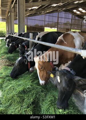 Milchkühe essen Silage und frisches Gras auf einem Bauernhof im Vereinigten Königreich Stockfoto