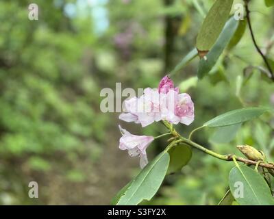 Der frühe Frühling blüht entlang des Appalachian Trail in Virginia. Stockfoto