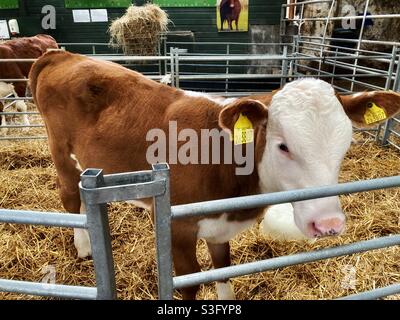 Kalb in einer Feder auf Stroh in einer Scheune Stockfoto