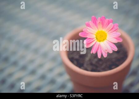 Eine hübsche rosa Gänseblümchen-Blume in einem Blumentopf auf einer Tischdekoration mit Kopierfläche Stockfoto