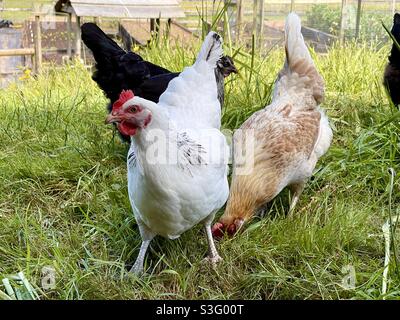 Freihühner in einem Gehege Stockfoto