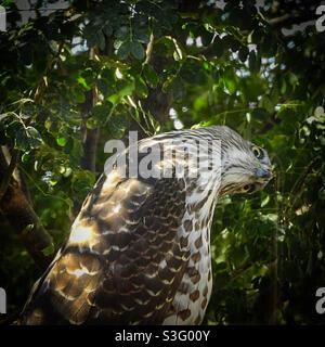 Der neugierige Falke von Cooper. Stockfoto