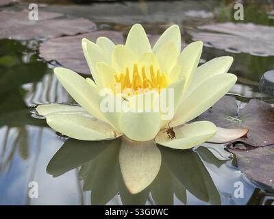 Seerose Stockfoto