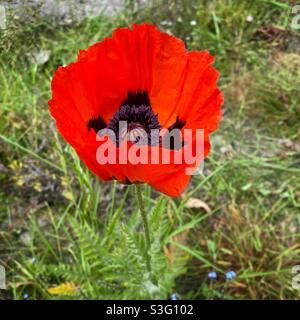 Nahaufnahme eines leuchtend roten, großen Mohn in einem wilden Garten Stockfoto