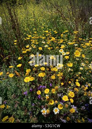 Gelbe Girlande-Gänseblümchen und purpurner Meereslavender blühen in einem südkalifornischen Küstengebiet. Stockfoto