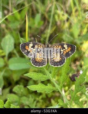 Perlenhalbmond-Schmetterling auf Waldpflanzen Stockfoto