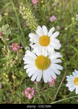 Gänseblümchen auf einem Feld während eines Sommertages Stockfoto