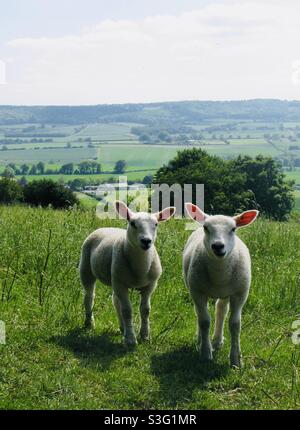 Zwei Lämmer grasen auf den Dunstable Downs , Bedfordshire, England im Juni 2021. Stockfoto