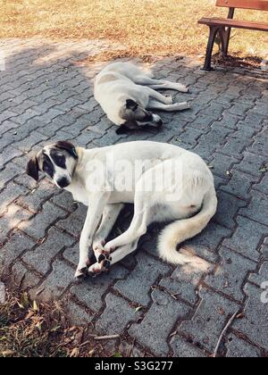 Streunende Hunde schlafen auf Kopfsteinpflaster Stockfoto