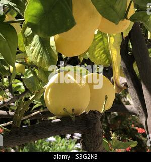 Zitronen wachsen in Limassol, Zypern Stockfoto
