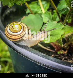 Weißlippschnecke - Cepaea hortensis Garden gebänderte Schnecke Stockfoto