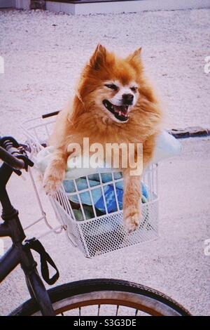 Glücklicher pommerscher Hund im Korb mit Fahrrad Stockfoto