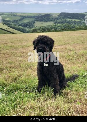 Schwarzer Schoodle Hund auf einem Feld. Stockfoto