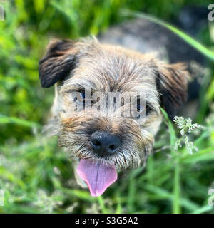 Junger blauer und brauner Border-Terrier-Hund. Stockfoto