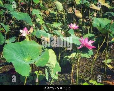 Seerosen im Yellow Water Billabong, Kakadu National Park, Northern Territory, Australien Stockfoto