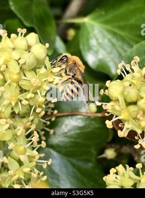 Ivy Bee Colletes hederae füttert im Herbst Efeublüten in den Cotswolds, Gloucestershire, Großbritannien Stockfoto