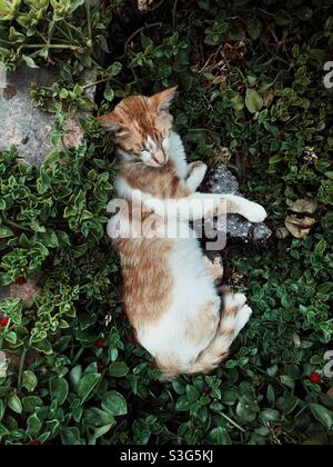 Streunende Katze schläft im Freien zwischen grünem Laub, während sie sich auf ein Stück Asphalt lehnt Stockfoto