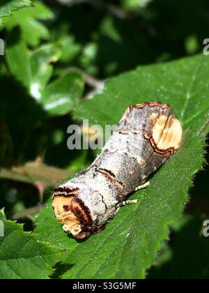 Buff-Tip-Motte Stockfoto
