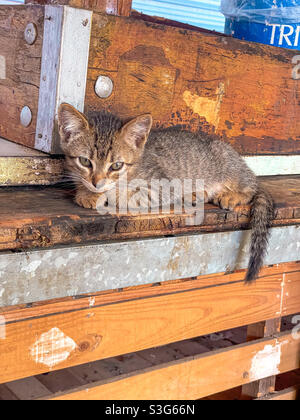 Schläfrige Katze. Stockfoto