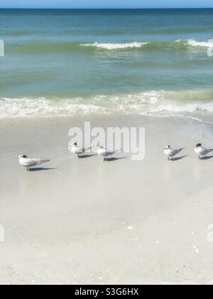 Royal Tern Vögel am Florida Strand Stockfoto