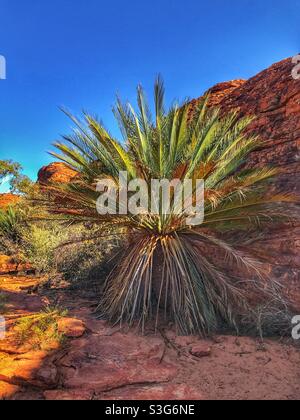 MacDonnell Ranges Cycad (Macrozamia macdonnellii) am Kings Canyon, Watarrka National Park, Northern Territory, Australien Stockfoto