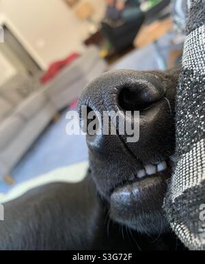 Nahaufnahme der Windhund-Mischung aus schwarzem Labor und Schlaf auf einem Kissen und einer Couch Stockfoto