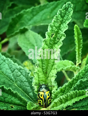 Ein gelber Käfer steht in einer grünen Pflanze in einem Wald in Mexiko. Stockfoto
