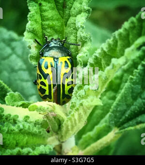 Ein gelber Käfer steht in einer grünen Pflanze in einem Wald in Mexiko. Stockfoto