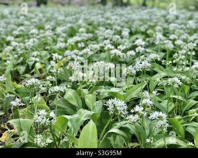 Schneebedeckter Teppich aus wildem Knoblauch (Allium ursinum) im Kingston Lacy in Dorset Stockfoto