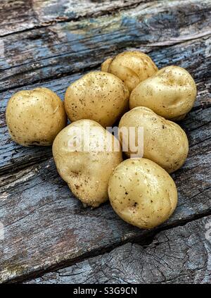 Neue Kartoffeln frisch aus dem Garten gegraben. Stockfoto