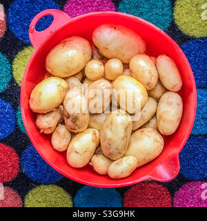 Babykartoffeln in einer roten Plastikschüssel Stockfoto