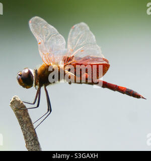 Männliche Calico Wimpel Libelle Stockfoto