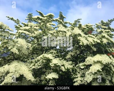 China Mädchen Dogwood Baum in Blüte. Cornus kousa Blütenbaum Stockfoto