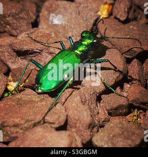 Sechs-spotted Tiger beetle Stockfoto