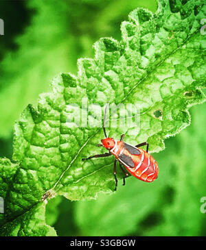 Ein gelber Käfer steht auf einem grünen Blatt in Mexiko Stockfoto